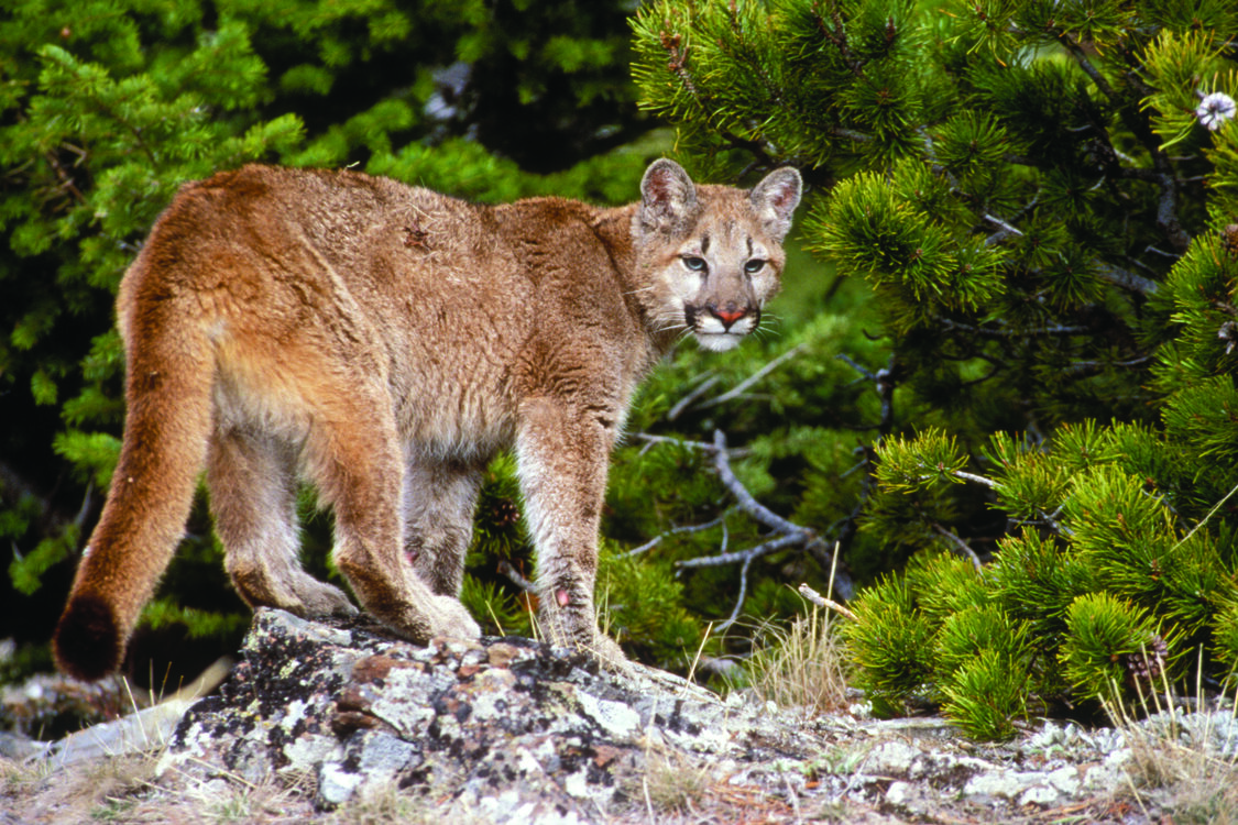 A cougar sits atop a ledge in front of a background of lush trees. 