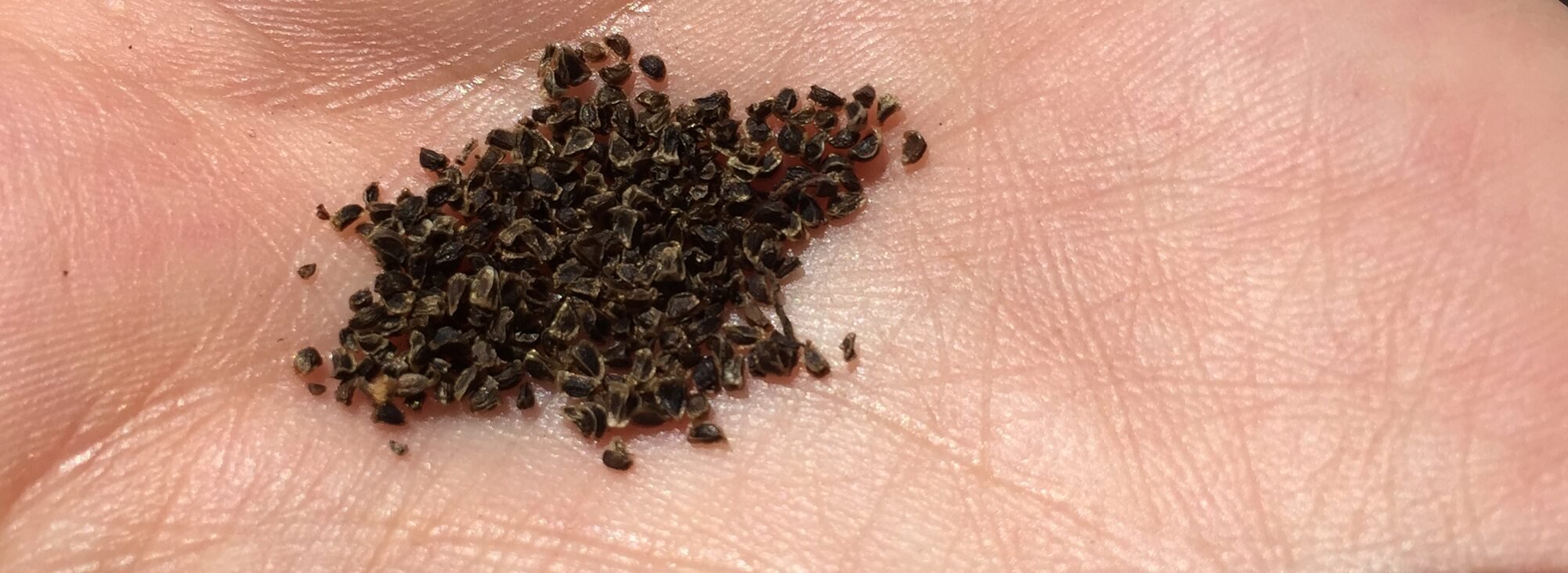 Pile of dark brown Tolmie’s Cat’s Ears seeds, a bulbed perennial wildflower, in the palm of someone's hand. 