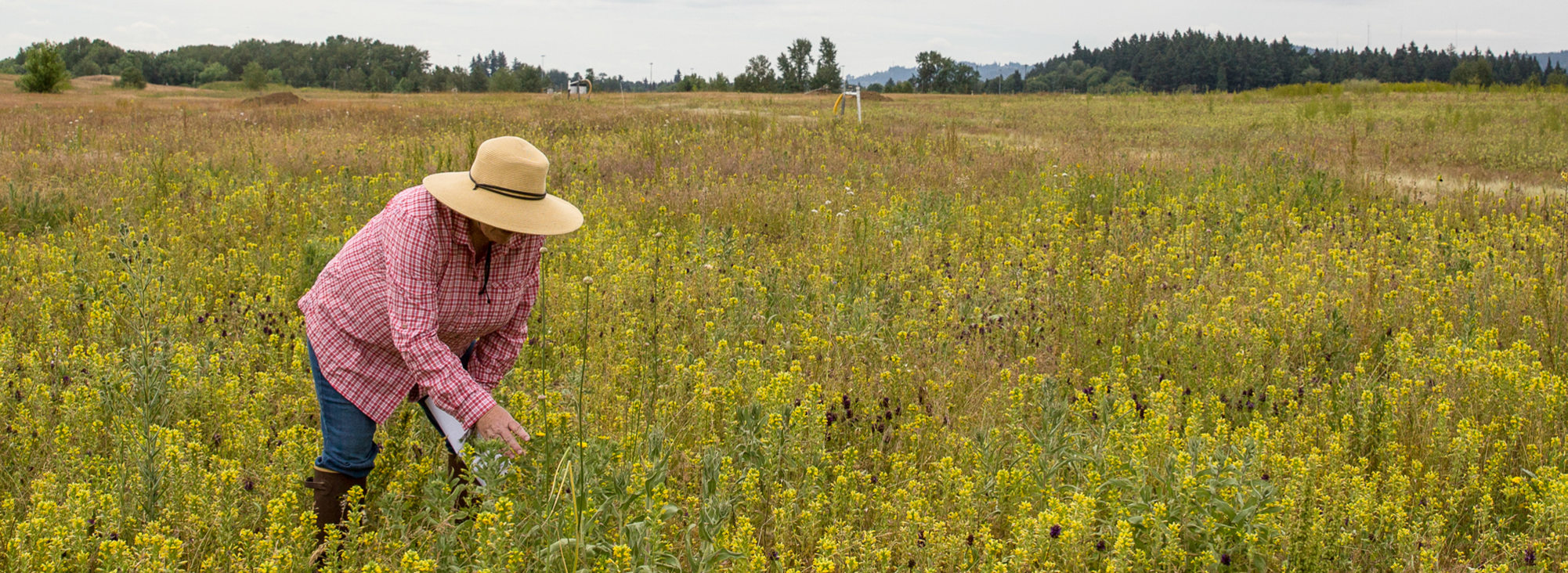 Metro scientist in a field of wildflowers at St. Johns Prairie
