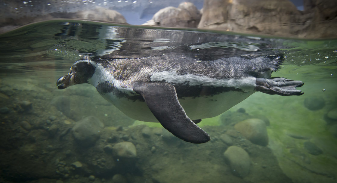 photo of a penguin swimmingin the Oregon Zoo's penguinarium