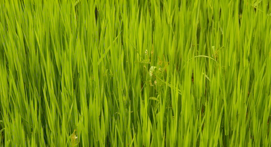 photo of green grass 