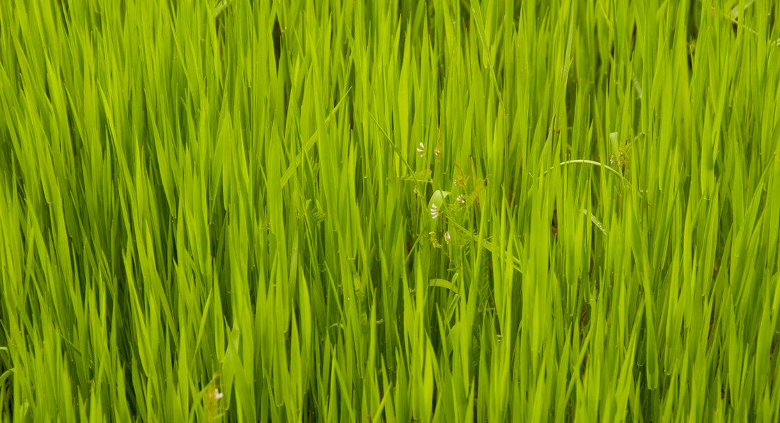 photo of green grass 