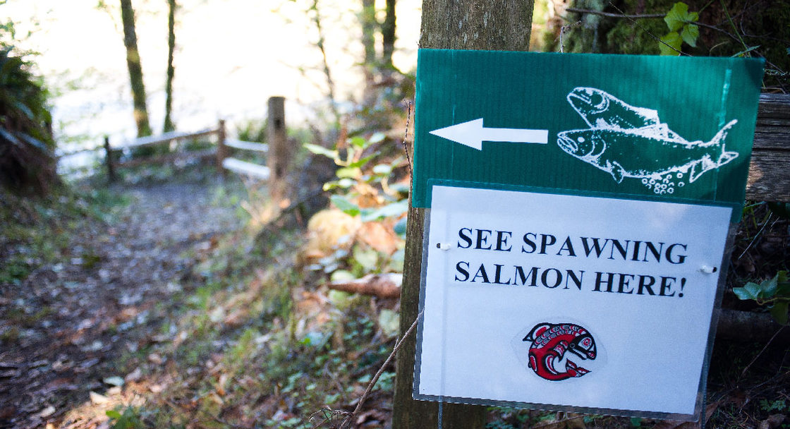 Salmon spawning sign at Oxbow Park