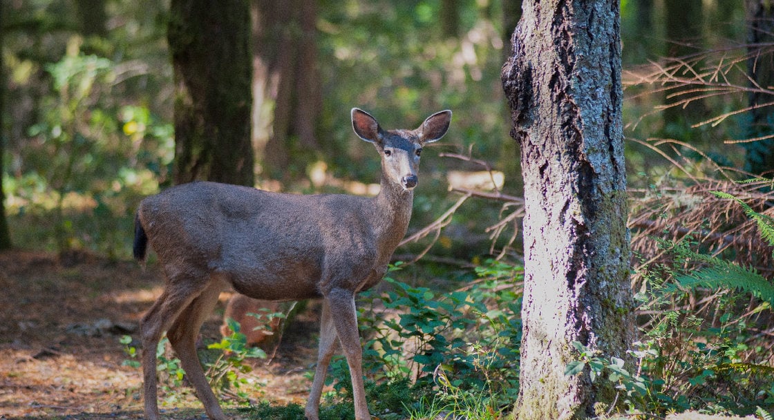 Deer at Oxbow Park