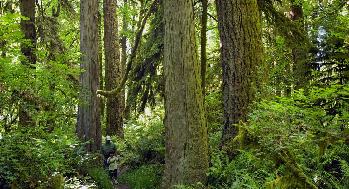 Man and boy hiking in the ancient forest at Oxbow