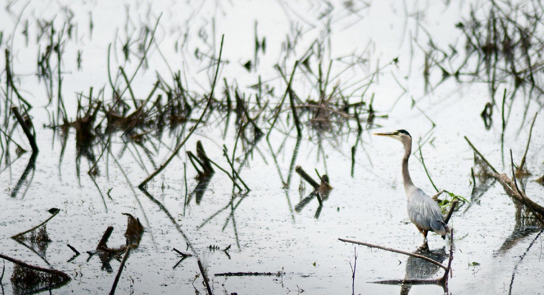 bird at Smith and Bybee Wetlands