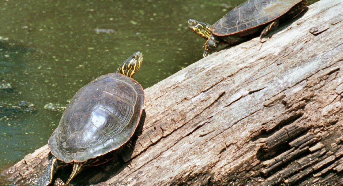 western painted turtle