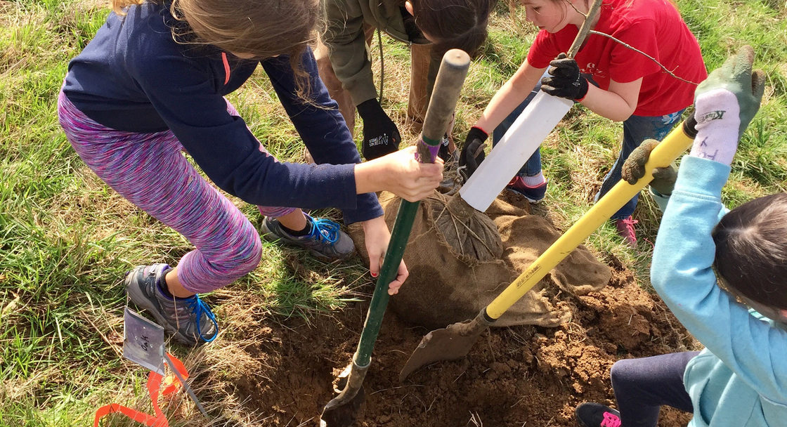 kids plant a tree