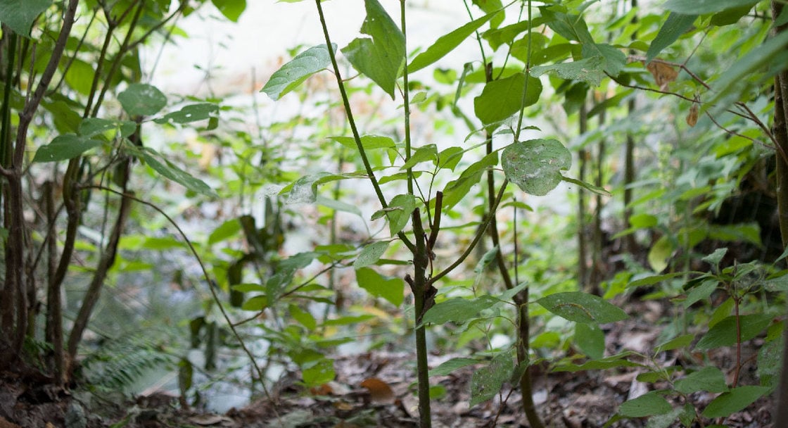 plants at smith and bybee wetlands