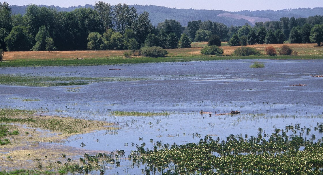 Smith and Bybee Wetlands