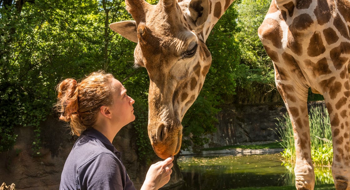 zoo employee interacts with a giraffe