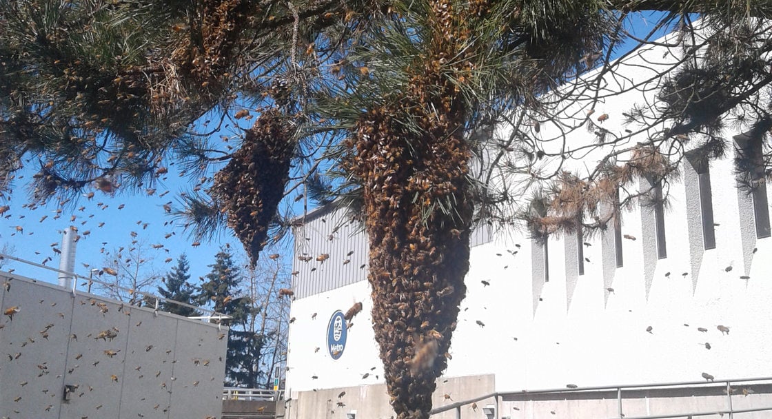 An image of a large bee swarm outside of the Metro South hazardous waste facility