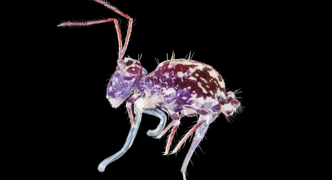A purple and white-spotted insect lies on a dark black background.