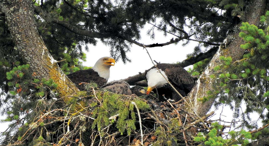 Two adult bald eagles and a large, downy chick sit in a nest built between two branches high up in an evergreen tree.