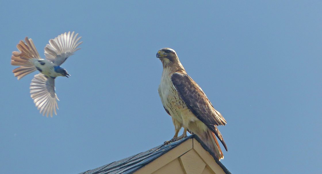 A hawk stands on roof top as a scrub jay flies towards the hawk.
