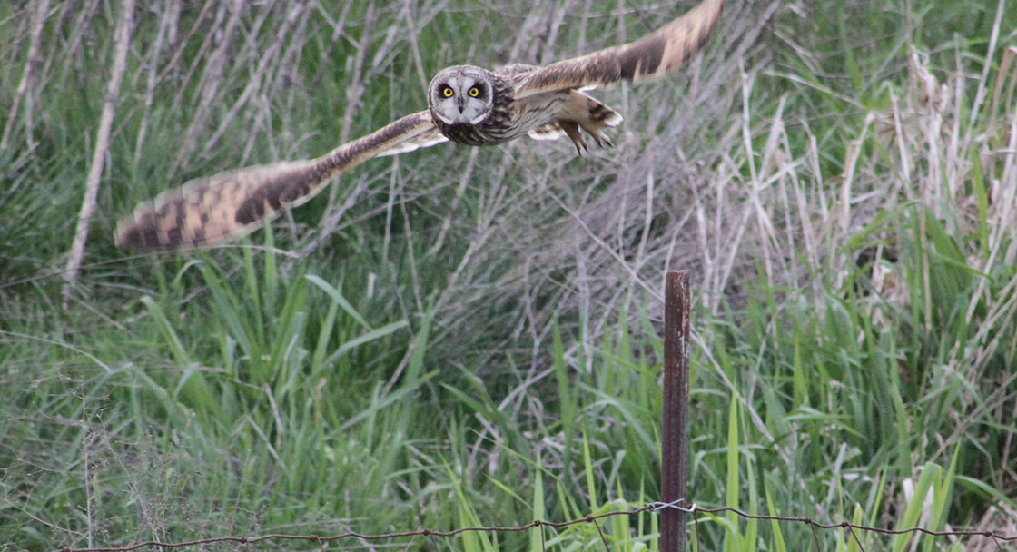 A short-eared owl flies off of a fence post, its wings spread wide and its yellow eyes staring straight at the camera.