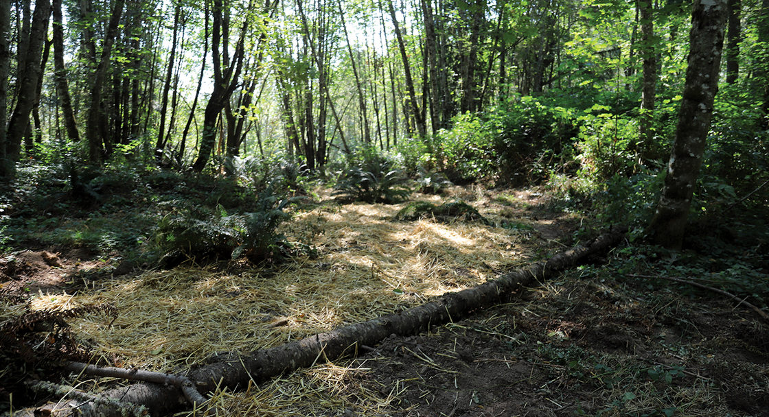 A forest floor covered in straw and downed, small trees.