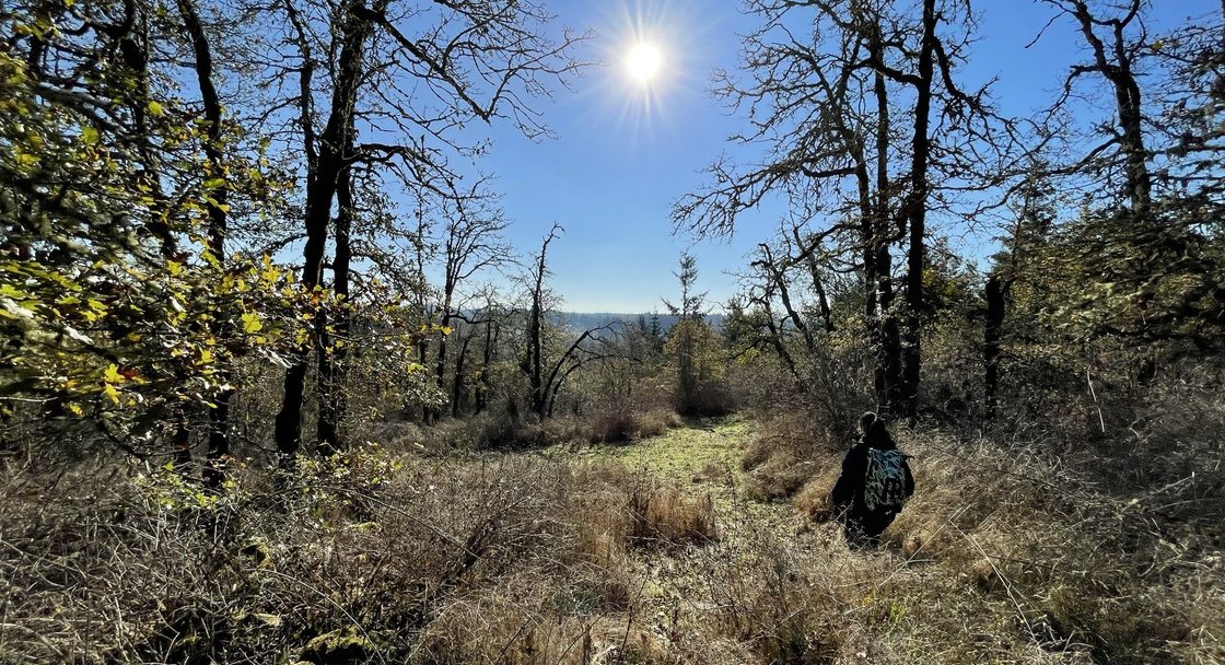 view of bare oak trees surrounding a patch of meadow under a shining sun and blue sky