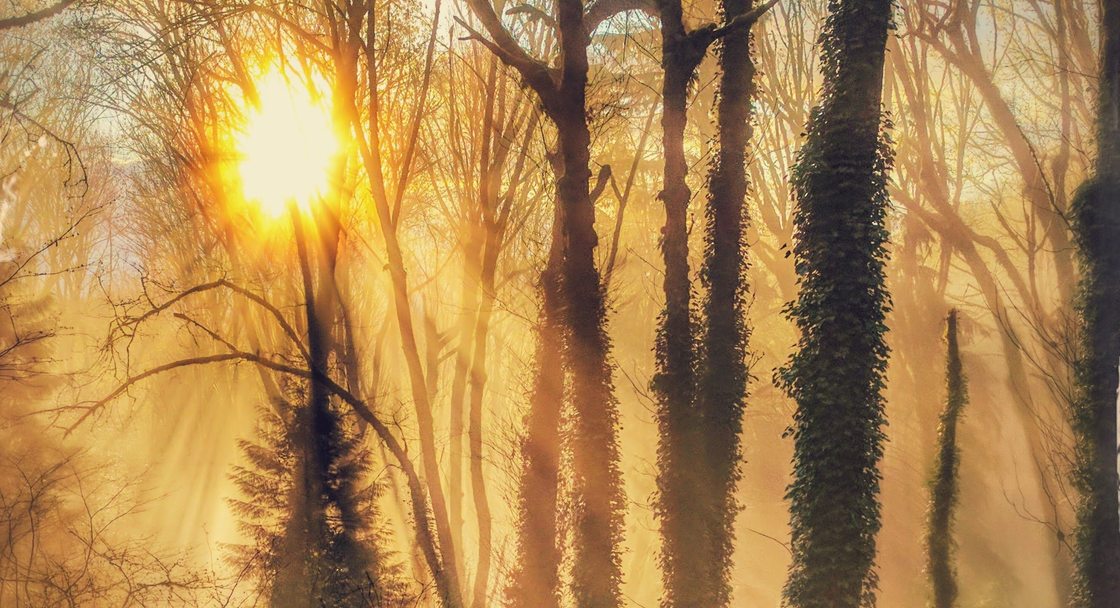 Sun streams through trees in a forest on a misty morning.