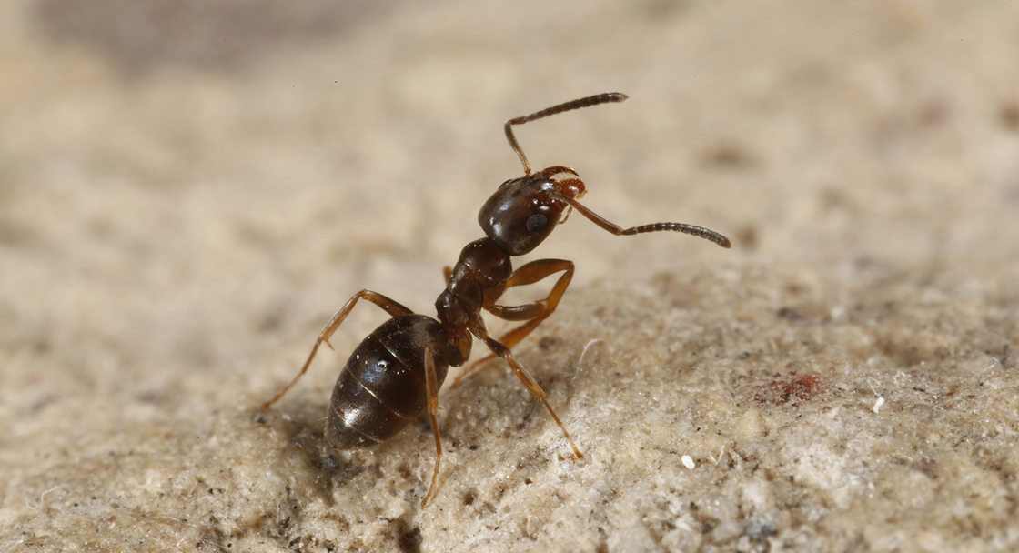 A brown-red ant up close and in focus, the beige colored background is blurred