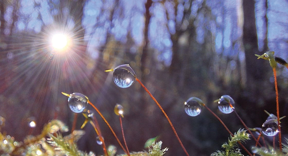 closeup of dewdrops on moss as the sun shines through forest behind them