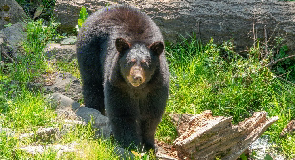 a black bear seen head-on among grass and logs