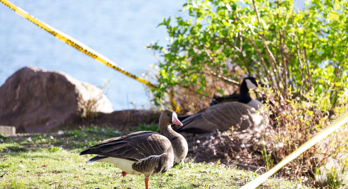 a brown goose with orange bill stands in front of a nesting Canada goose, their nest protected by caution tap