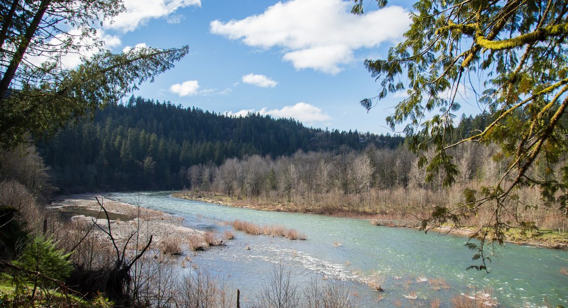 There are trees to the left and right, and through the trees is the Sandy River, with grass poking out of the water, and the forest behind the river in the background.