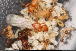 close up of a winged queen ant with her brood