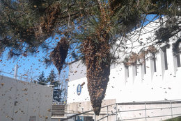 An image of a large bee swarm outside of the Metro South hazardous waste facility