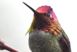 Ruby red crested Anna hummingbird looks directly at camera