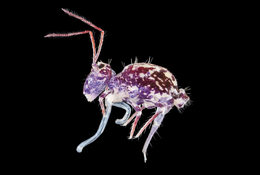 A purple and white-spotted insect lies on a dark black background.