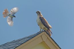 A hawk stands on roof top as a scrub jay flies towards the hawk.