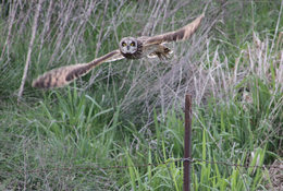 A short-eared owl flies off of a fence post, its wings spread wide and its yellow eyes staring straight at the camera.