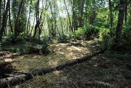 A forest floor covered in straw and downed, small trees.