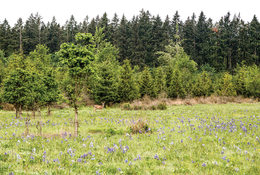 Two deer graze in the oak savanna at Graham Oaks Nature Park. The savanna is lush and green with purple camas flowers. Young evergreen trees are behind the deer, and mature evergreens are behind the young trees.